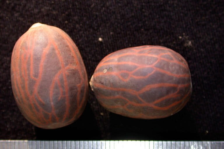 Biji Socratea exorrhiza (Palem Berjalan) dengan pola urat khas pada permukaannya. Foto diambil di Ekuador, dokumentasi C. E. Timothy Paine, CC BY-NC 2.0.