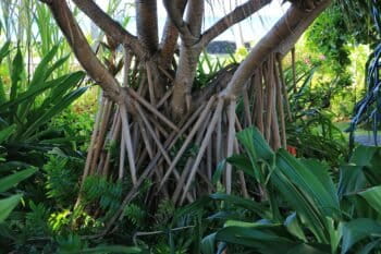 Palem Berjalan (Socratea exorrhiza) dengan akar penopang khas yang menyerupai kaki-kaki di hutan tropis , Foto: ImagePerson/CC BY 4.0