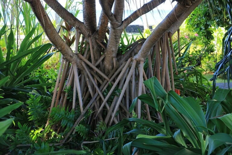 Palem Berjalan (Socratea exorrhiza) dengan akar penopang khas yang menyerupai kaki-kaki di hutan tropis , Foto: ImagePerson/CC BY 4.0
