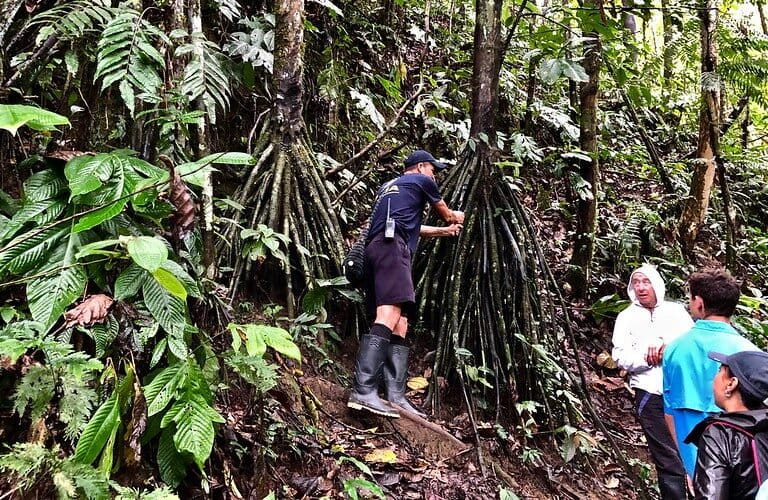 Pemandu hutan menunjukkan akar stilt Socratea exorrhiza, yang sering dianggap pohon berjalan, padahal akarnya berfungsi untuk menopang batang di tanah lembek . Foto: F Delventhal/CC BY 2.0.