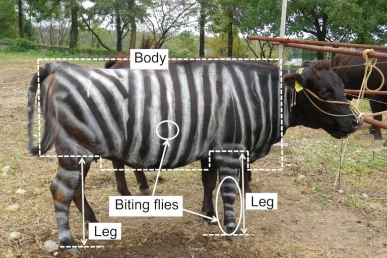 Seekor sapi yang dicat dengan pola zebra, bagian dari penelitian tim Jepang yang menemukan bahwa garis hitam putih membuat ternak kurang menarik bagi lalat penghisap darah | TOMOKI KOJIMA / VIA JIJI