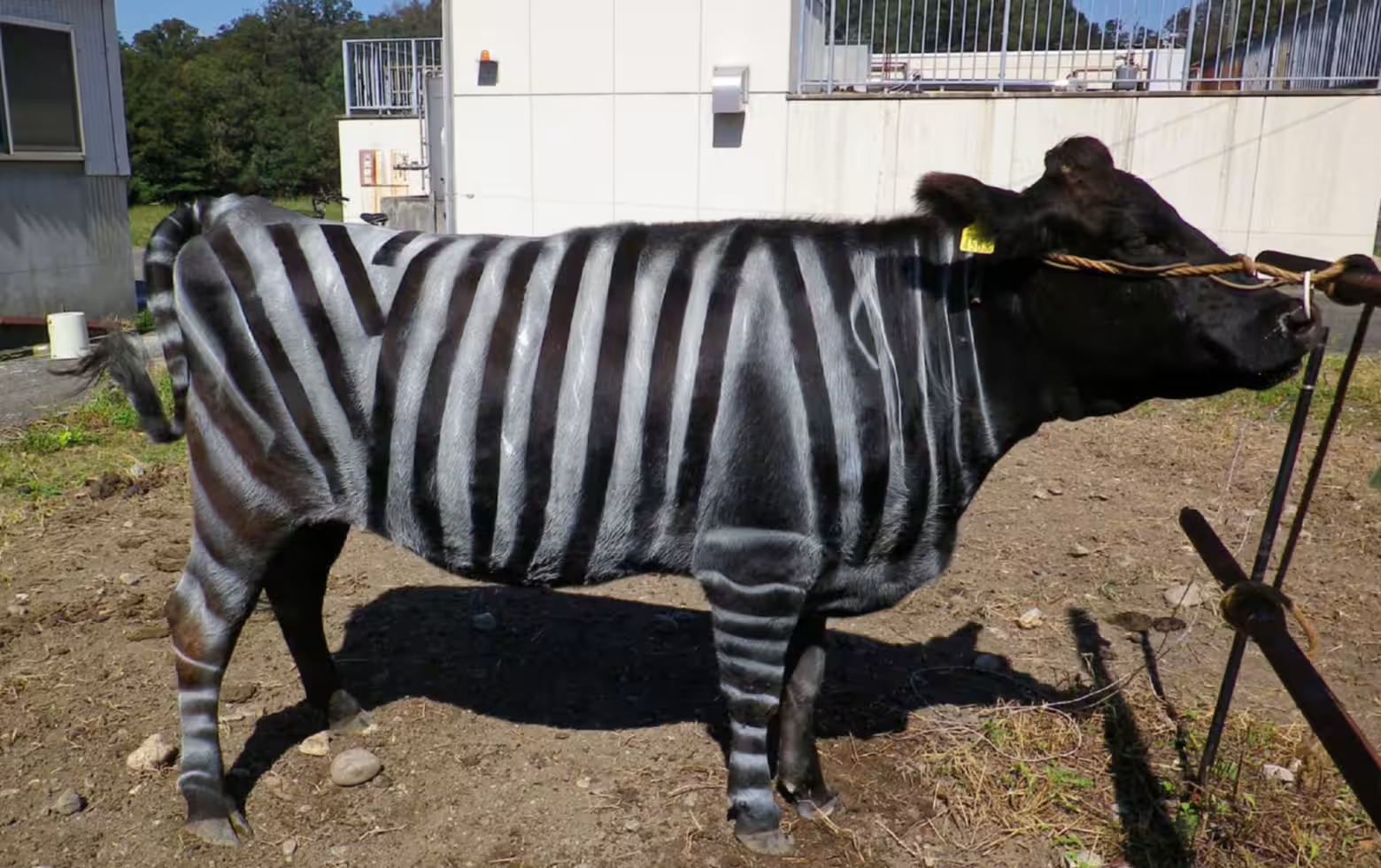 Seekor sapi hitam dicat dengan pola garis putih menyerupai zebra dalam eksperimen yang dilakukan peneliti Jepang. Pola ini terbukti mengurangi jumlah lalat penghisap darah yang hinggap | Sumber: Aichi Agricultural Research Center.