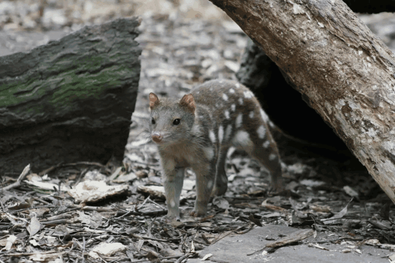 Seekor quoll dengan bulu coklat bertotol putih tampak berjalan di lantai hutan, salah satu predator berkantung endemik Papua dan New Guinea. Foto: Joshua Cunningham/CC BY