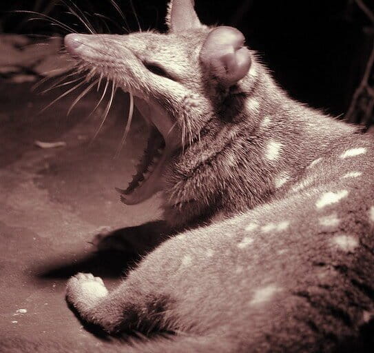 Seekor chuditch (Dasyurus geoffroii), salah satu spesies quoll asal Australia, tampak menguap di Perth Zoo.Foto: S J Bennett/CC BY 2.0