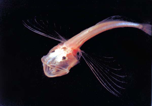 Ikan minyak Baikal (Comephorus dybowskii), juga dikenal sebagai golomyanka kecil. Ikan transparan endemik Danau Baikal ini tubuhnya kaya minyak, tampak bisa ‘meleleh’ saat terdampar, dan dikenal dengan perilaku kanibal. Foto: Baikal Zoological Museum