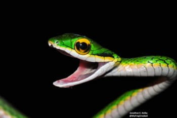 Leptophis mystacinus, ular nuri berkumis dari sabana Cerrado Brasil. Garis hitam di moncongnya menyerupai kumis, ciri khas yang membedakannya dari kerabat dekatnya. Foto © Jonathan Kolby (CC BY-NC-ND), via iNaturalist.