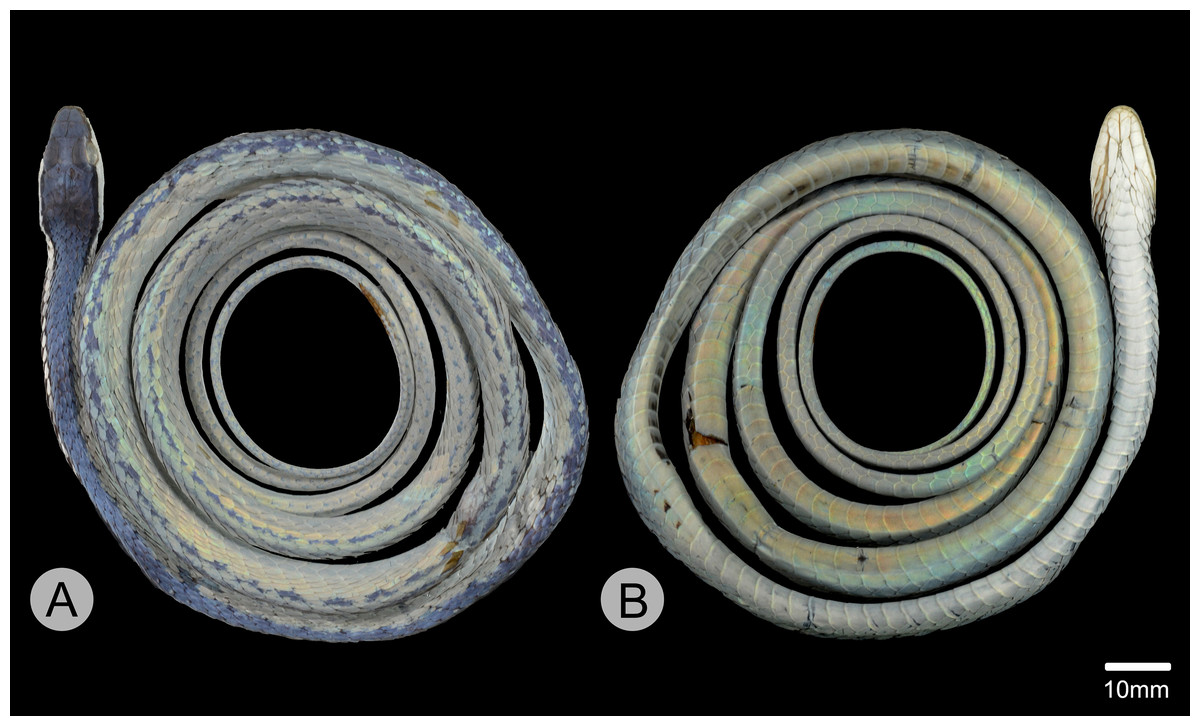 Holotipe Leptophis mystacinus, ular nuri berkumis yang baru dideskripsikan dari sabana Cerrado, Brasil. Spesimen ini menjadi acuan resmi untuk identifikasi spesies baru tersebut. Tampak dorsal (A) dan ventral (B). Foto © D. J. Santana. DOI: 10.7717/peerj.18528/fig-3