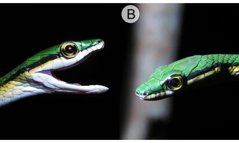 Holotipe Leptophis mystacinus (ZUFMS-REP004702), ular nuri berkumis yang baru dideskripsikan dari sabana Cerrado, Brasil. Tampak lateral kanan (A) dan kiri (B) kepala spesimen hidup dari Pium, negara bagian Tocantins. Foto © L. A. Silva. DOI: 10.7717/peerj.18528/fig-4