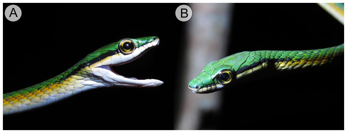 Holotipe Leptophis mystacinus (ZUFMS-REP004702), ular nuri berkumis yang baru dideskripsikan dari sabana Cerrado, Brasil. Tampak lateral kanan (A) dan kiri (B) kepala spesimen hidup dari Pium, negara bagian Tocantins. Foto © L. A. Silva. DOI: 10.7717/peerj.18528/fig-4