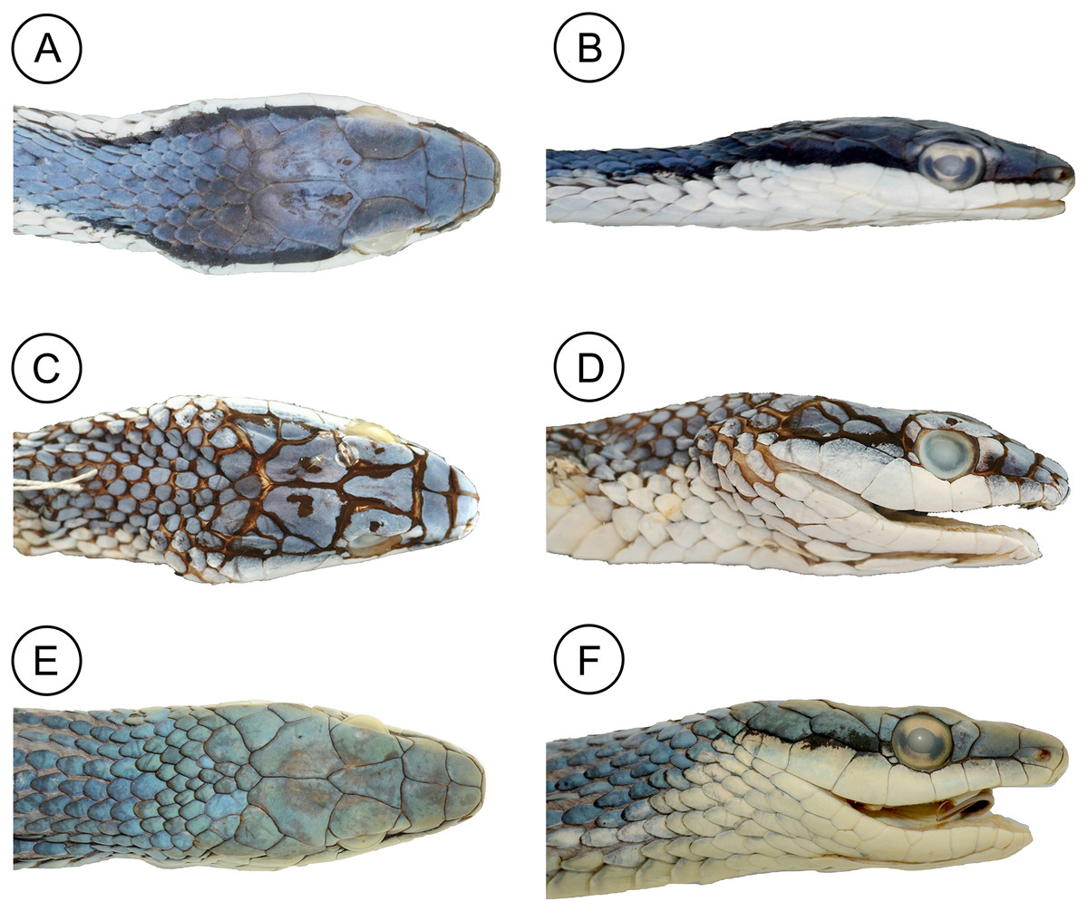 Perbandingan morfologi kepala pada holotipe spesies Leptophis dari sabana kering Amerika Selatan. (A–B) Leptophis mystacinus sp. nov. (ZUFMS-REP 4702), ular nuri berkumis dari Cerrado Brasil; (C–D) L. marginatus (AMNH 5514); (E–F) L. dibernardoi (CHUFC 1104). Foto © D. J. Santana. DOI: 10.7717/peerj.18528/fig-6