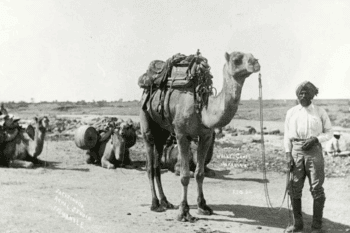 Seorang penggembala unta asal Afghanistan bersama unta yang siap berangkat dalam Ekspedisi Calvert, 1896, di Mullewa, Australia Barat. Para cameleer seperti ini menjadi bagian penting dari sejarah unta yang menembus pedalaman gersang Australia. Foto: State Library of South Australia.