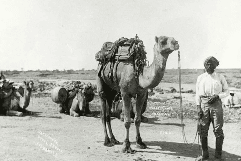 Seorang penggembala unta asal Afghanistan bersama unta yang siap berangkat dalam Ekspedisi Calvert, 1896, di Mullewa, Australia Barat. Para cameleer seperti ini menjadi bagian penting dari sejarah unta yang menembus pedalaman gersang Australia. Foto: State Library of South Australia.