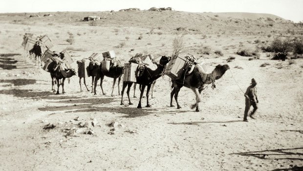 Karavan unta di pedalaman Australia. Sejak 1860-an, sekitar 20.000 unta dan ratusan penggembala dari Afghanistan dan Pakistan didatangkan untuk membantu menembus wilayah gurun yang kering dan sulit dijangkau. Foto: State Library of South Australia.