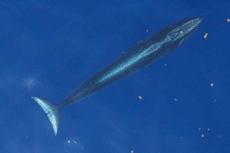 Seekor Paus Rice (Balaenoptera ricei), yang sebelumnya dikenal sebagai paus Bryde Teluk Meksiko, berenang tepat di bawah permukaan laut di Teluk Meksiko. Foto: NOAA Fisheries.