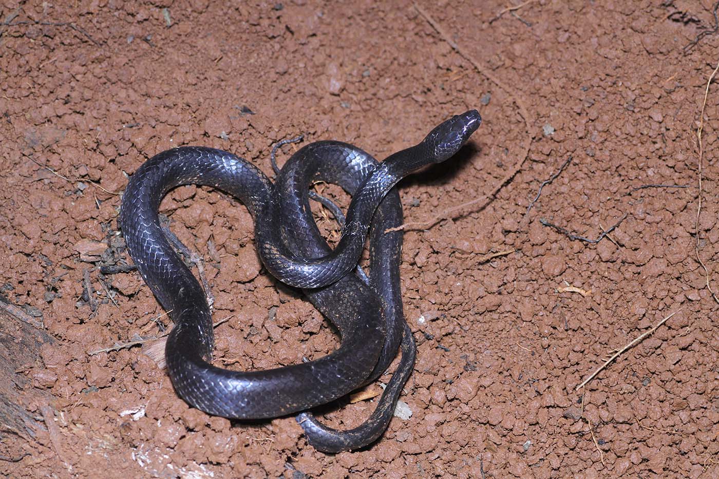 Jinsiy aloqada bolgan qizlar Qanday qilib ayollarning ogziga quyish kerak