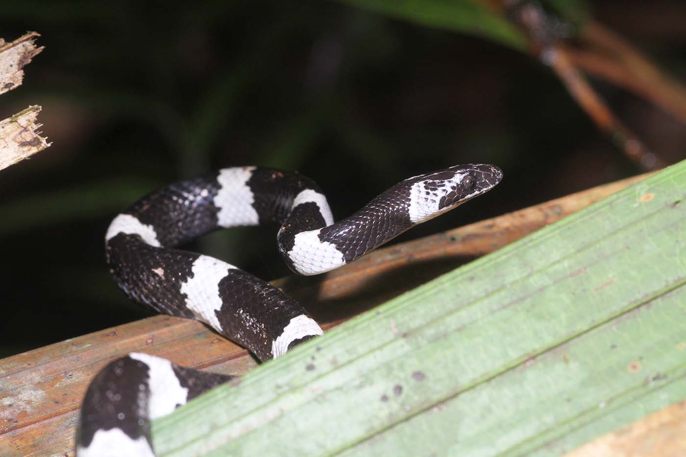 Katya Sambuca bilan jinsiy aloqa