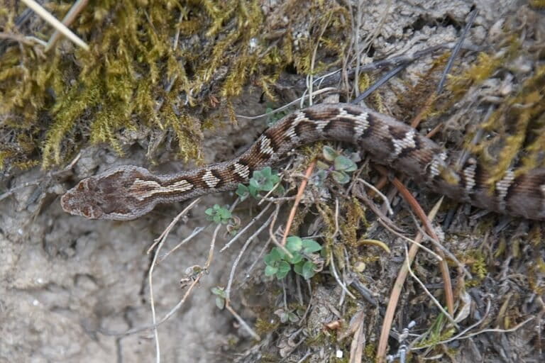 Qiz qizni tekshirmoqda video