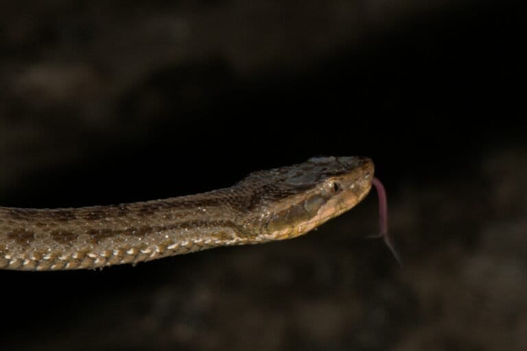 Madina Sadvakasova yalangoch