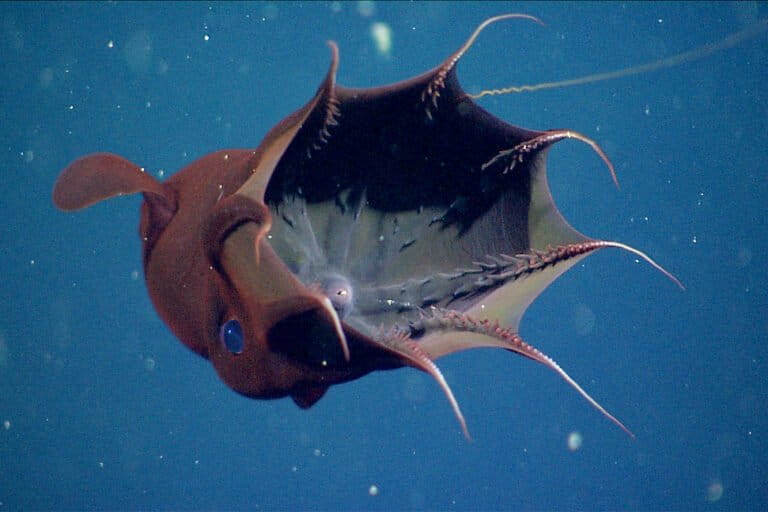 Cumi vampir (Vampyroteuthis infernalis) di kedalaman laut sekitar 900 meter, memperlihatkan selaput lengannya yang menyerupai jubah dan digunakan untuk perlindungan dari predator. Makhluk laut dalam ini dikenal mampu bertahan di lingkungan dengan kadar oksigen sangat rendah. Sumber: Monterey Bay Aquarium Research Institute (MBARI)