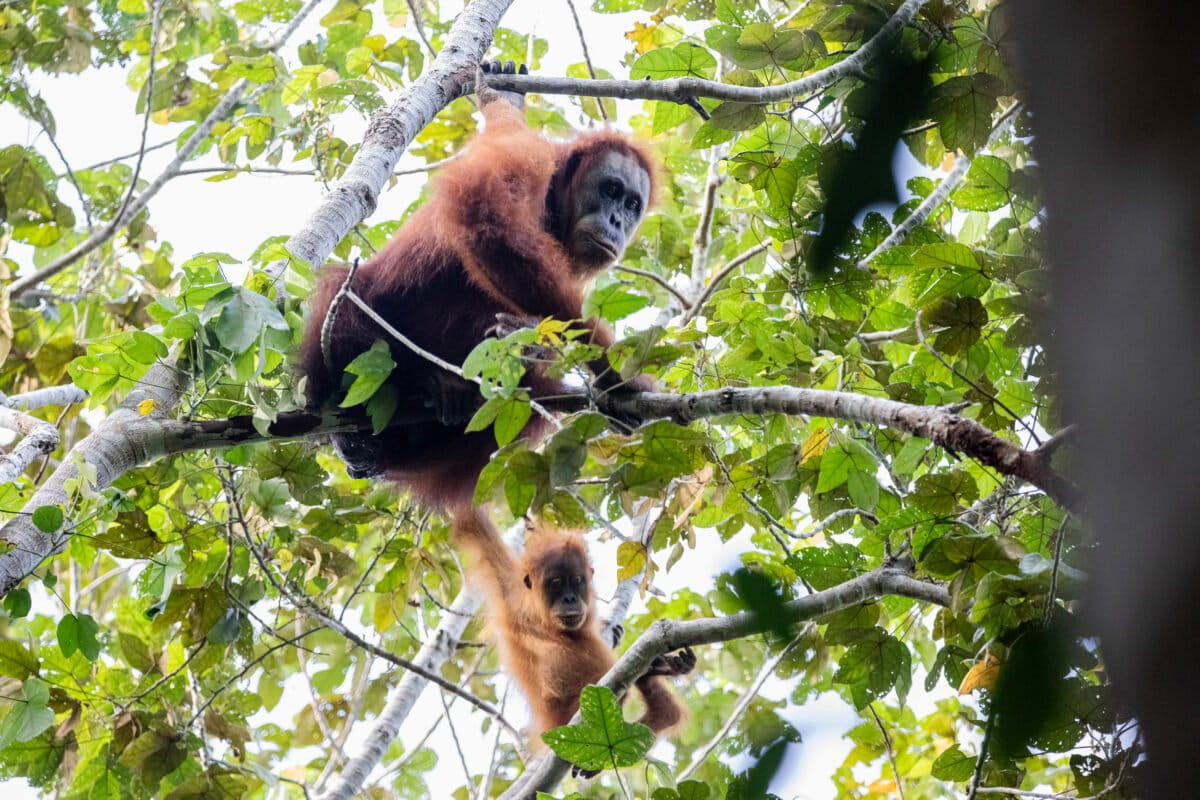 Populasi Orangutan Tapanuli Berkurang Tujuh Persen Akibat Bencana Sumatera