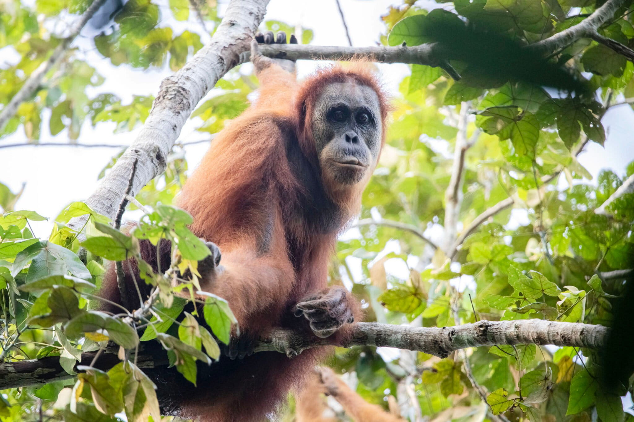 orangutan tapanuli jenis tertua
