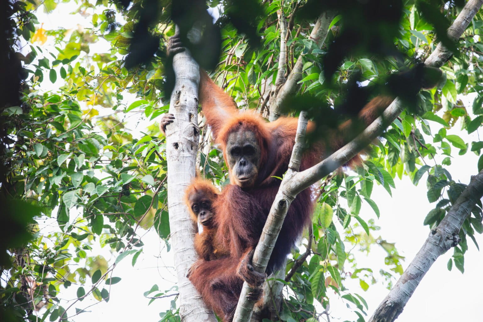 orangutan tapanuli jenis tertua