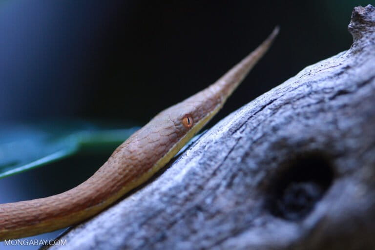 Yalangoch yovvoyi qabilalarni tomosha qiling Inson va maymun ortasidagi jinsiy aloqa video