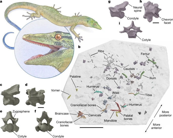 Rekonstruksi Breugnathair elgolensis dan susunan tulang aslinya yang ditemukan di Isle of Skye, Skotlandia. Fosil ini menunjukkan campuran unik antara ciri ular dan kadal.Kredit gambar: Mick Ellison © American Museum of Natural History / Nature