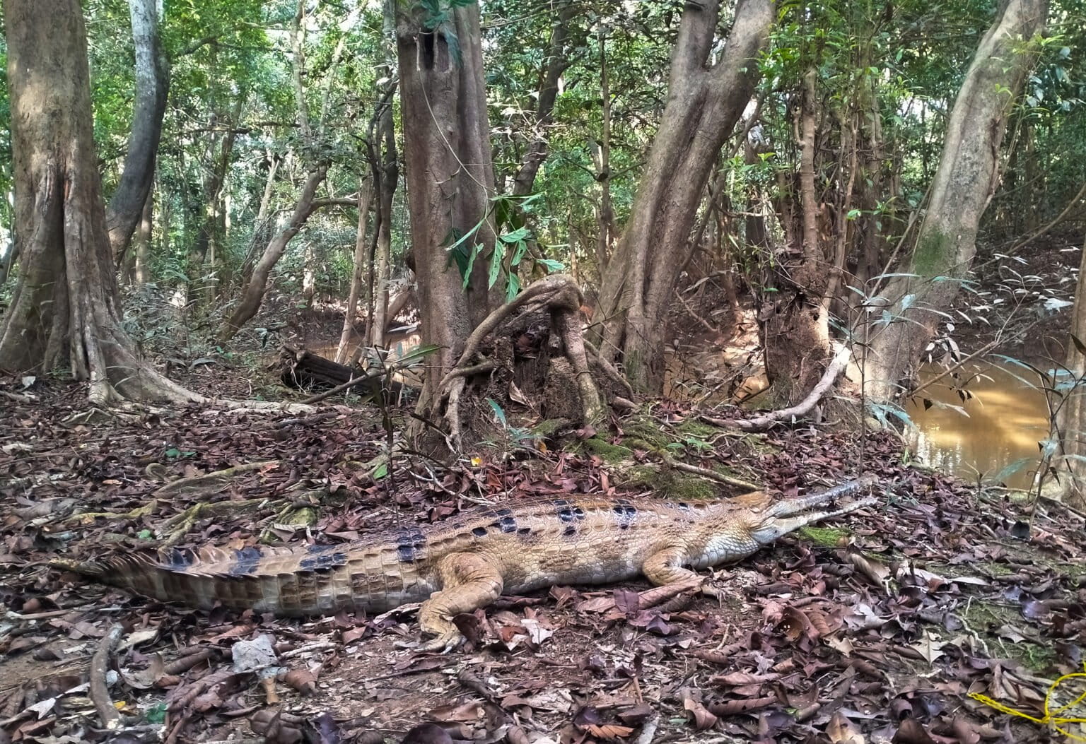Bisakah Manusia Hidup Berdampingan dengan Buaya Muara?