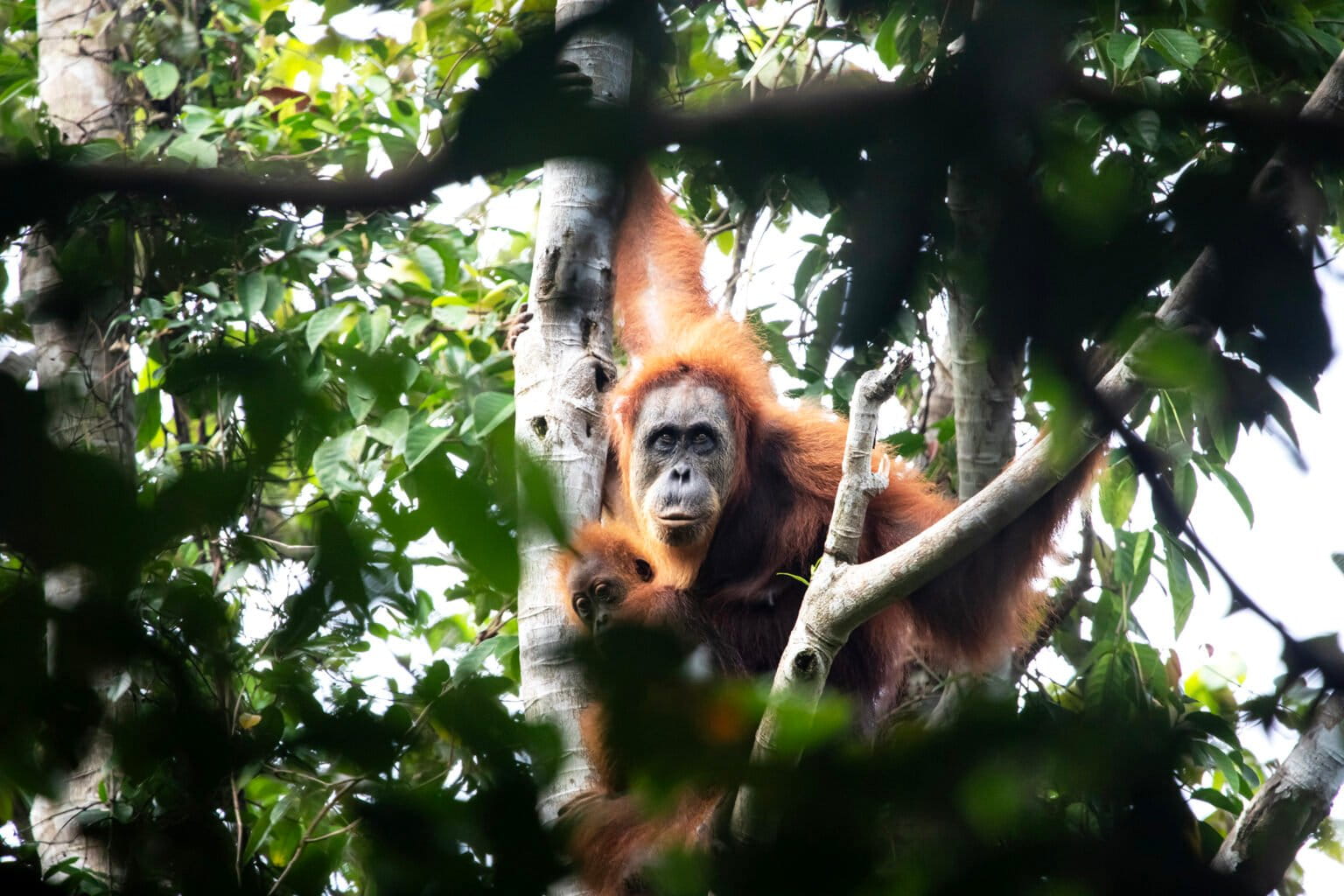 Bagaimana Kondisi Hutan dan Satwa Liar Indonesia?