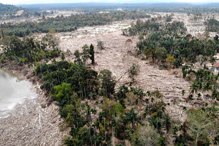 Menanti Pemulihan Kebun Kopi Terdampak Bencana Sumatera