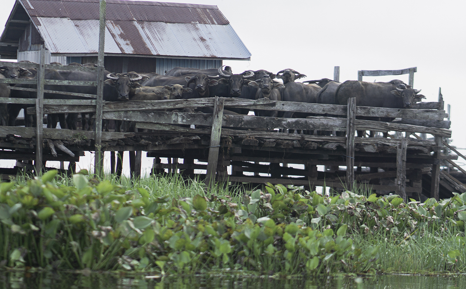 kerbau rawa di kalang 3 .