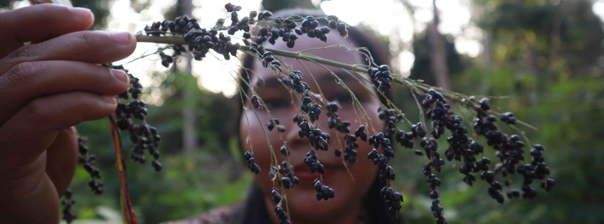 Gendum, buah tumbuhan ini digunakan untuk upacara adat Besale. Foto: Elviza Diana/ Mongabay Indonesia