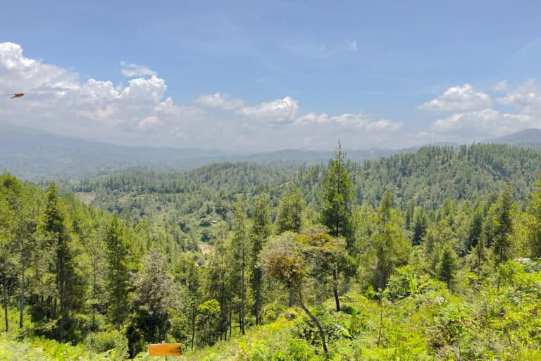 Kolonialisme dalam Tata Kelola Kehutanan Rentan Singkirkan Masyarakat Adat