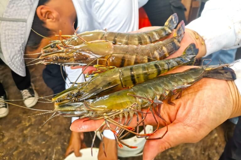 Upaya Warga Jaga Mangrovve Demi Tambak Berkelanjutan di Berau