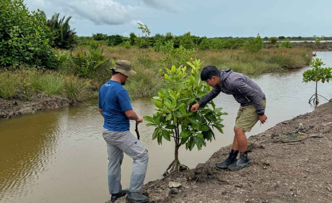 Upaya Warga Jaga Mangrovve Demi Tambak Berkelanjutan di Berau