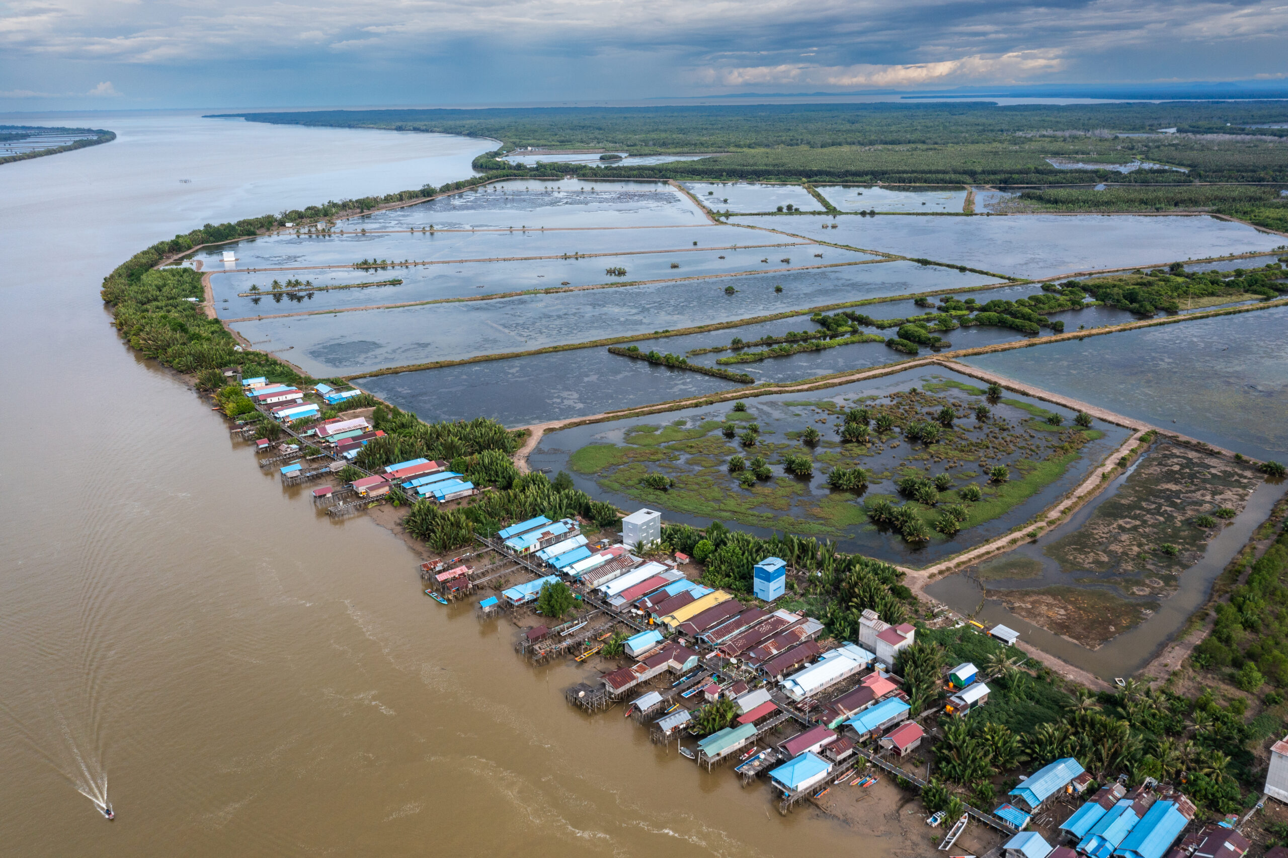 Upaya Warga Jaga Mangrovve Demi Tambak Berkelanjutan di Berau