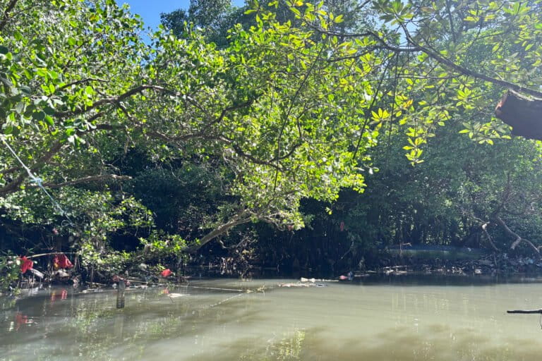Sampah menjadi ancaman bagi kelestarian kawasan ekowisata mangrove Batu Lumbang. Sampah plastik biasa berada di antara akar-akar pohon mangrove. Foto: Kadek Dian Dwiyanti H./ Mongabay Indonesia