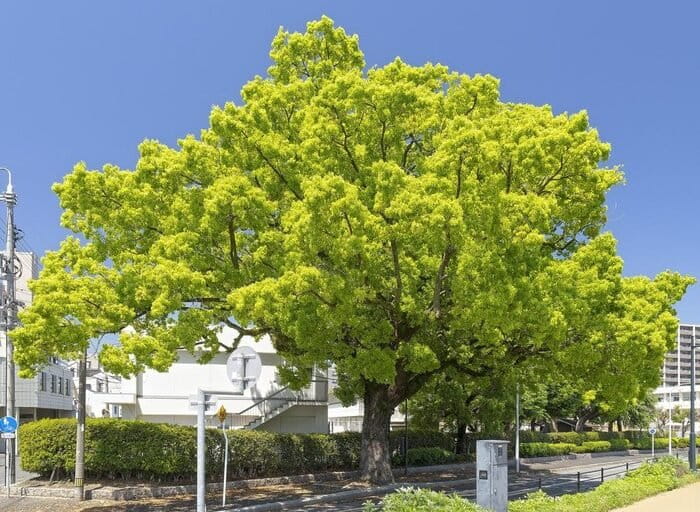 Saksi Bisu di Titik Nol: Tanaman-tanaman yang Selamat dari Bom Nuklir Hiroshima Nagasaki