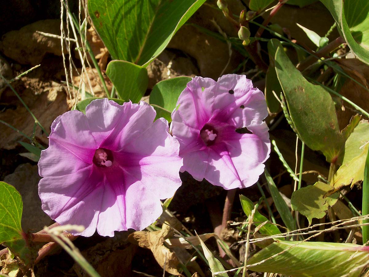 Batata Pantai dan Abrasi Pesisir Gorontalo Utara