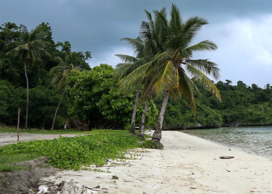 Batata Pantai dan Abrasi Pesisir Gorontalo Utara