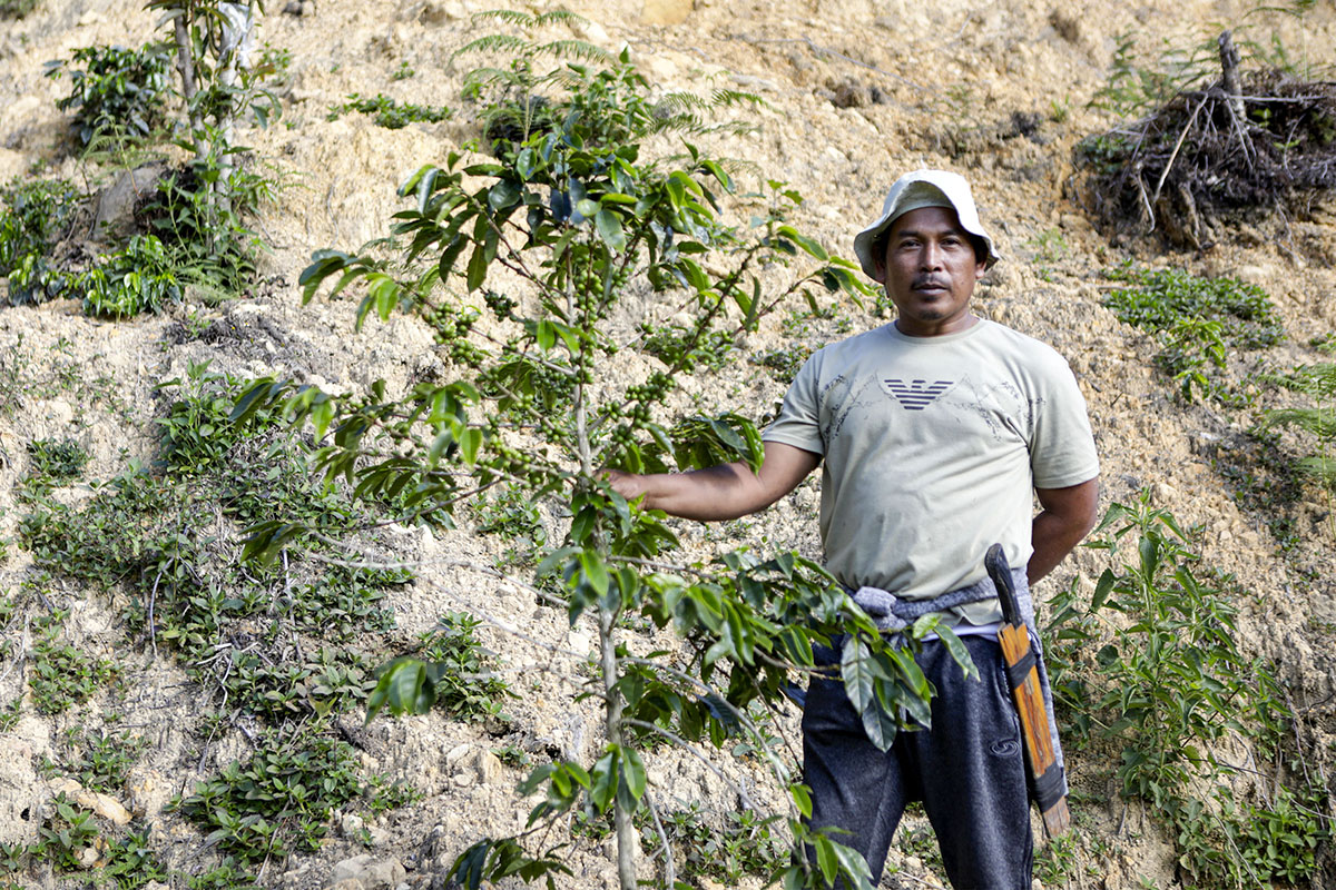 Tutupan Hutan Aceh Berkurang Puluhan Ribu Hektar Sepanjang 2025