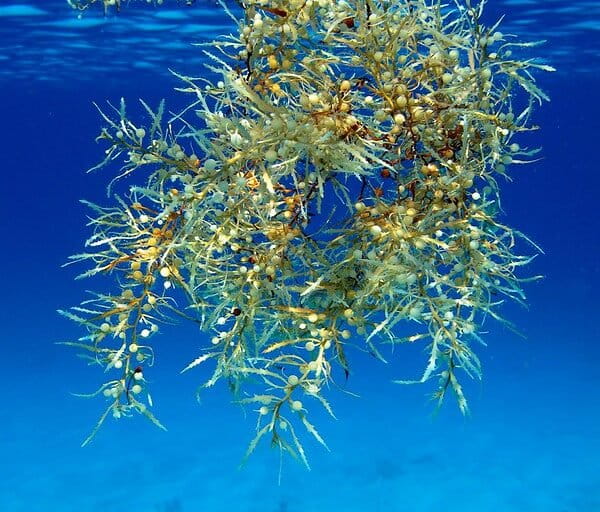 Hutan Terapung di Tengah Samudra: Keajaiban Laut Sargasso yang Tak Punya Pantai