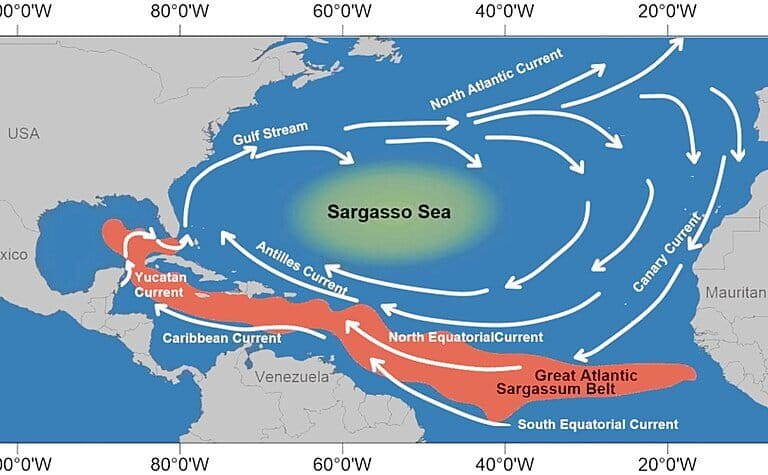 Hutan Terapung di Tengah Samudra: Keajaiban Laut Sargasso yang Tak Punya Pantai