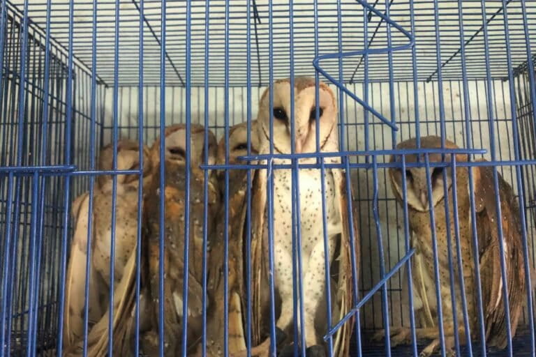 Menguak Jejaring Jual Satwa Liar Online Modus Samarkan Produk