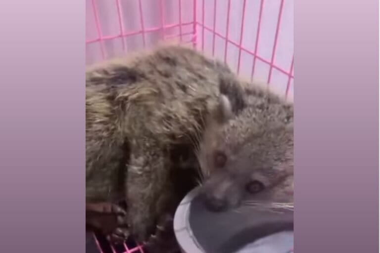 Menguak Jejaring Jual Satwa Liar Online Modus Samarkan Produk