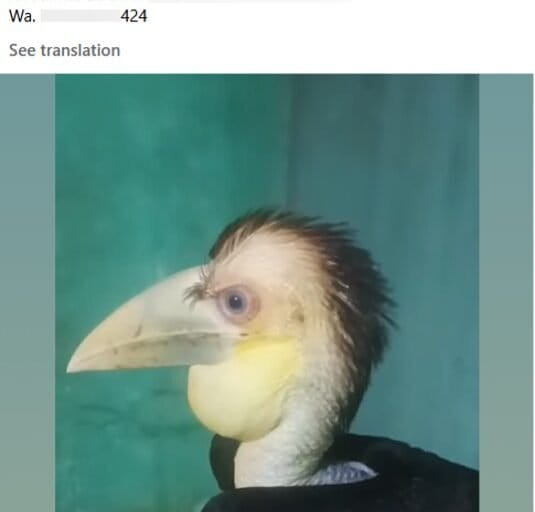 Menguak Jejaring Jual Satwa Liar Online Modus Samarkan Produk