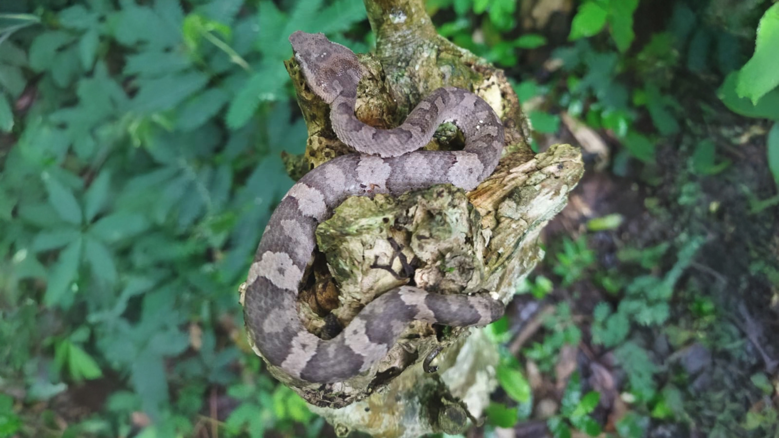 Ular Beludak, Penjaga Ekosistem Gunung Muria