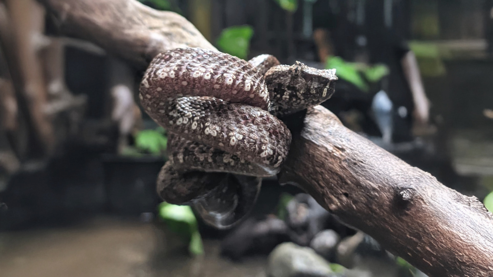 Ular Beludak, Penjaga Ekosistem Gunung Muria