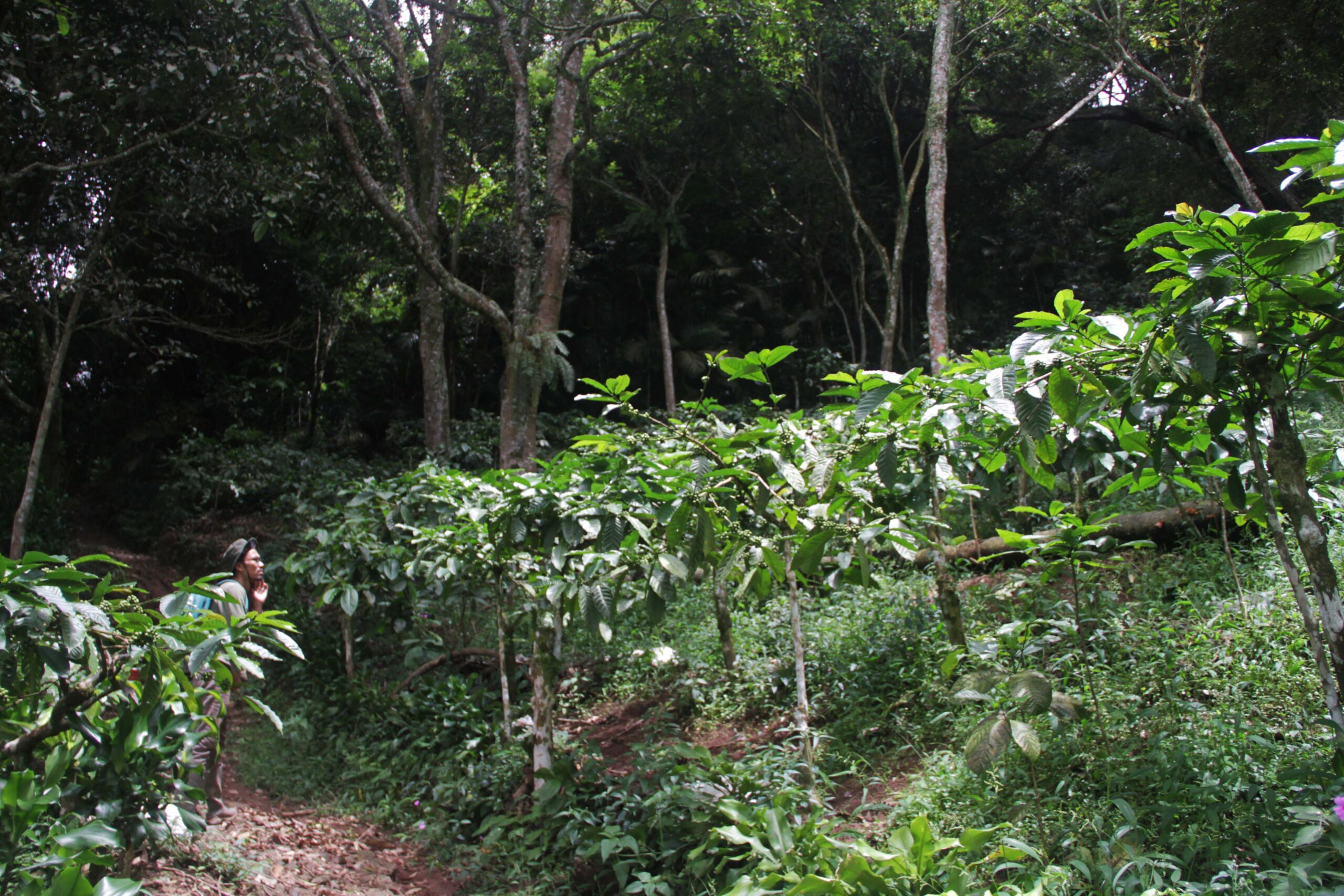 Ular Beludak, Penjaga Ekosistem Gunung Muria